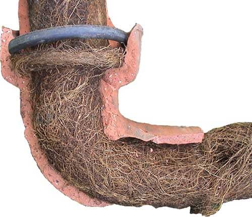 Image of Tree Roots in Drain Pipe